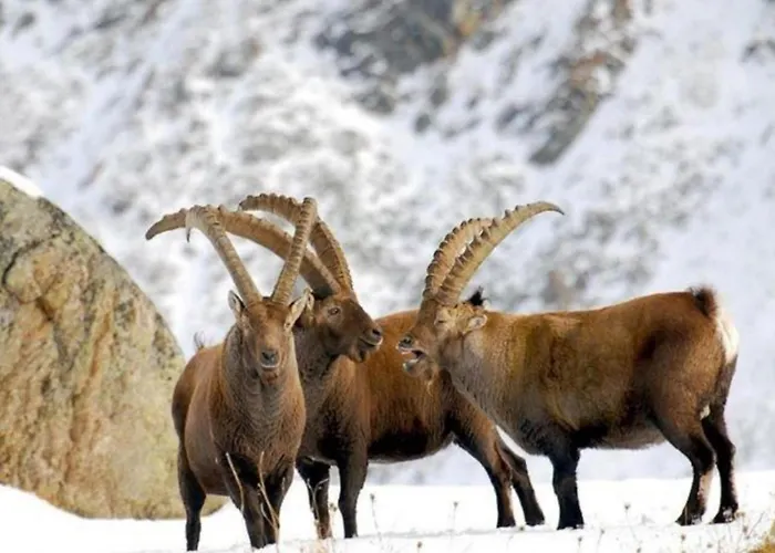 דירה With Fireplace Antey-Saint-André