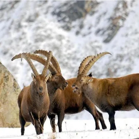 With Fireplace * Antey-Saint-André